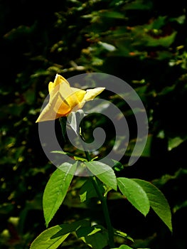 Yellow rose flower with leaves on the bush