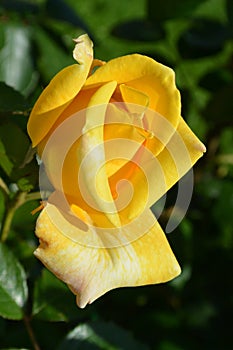 Yellow rose flower  photo with blurred dark green background.