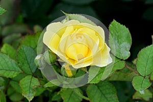 Yellow rose flower  photo with blurred dark green background.