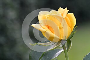 Yellow rose flower  photo with blurred dark green background.