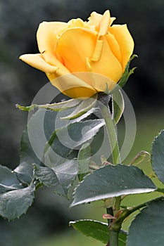 Yellow rose flower  photo with blurred dark green background.