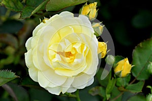 Yellow rose flower  photo with blurred dark green background.