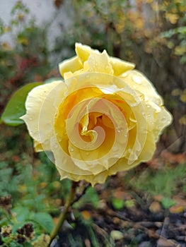 yellow rose flower with raindrops