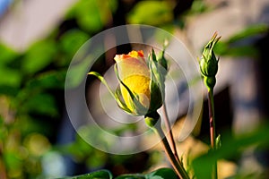 Yellow rose flower start blooming in the rose garden. Nature, beauty, tenderness