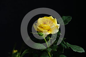 Yellow rose flower with stem and leaves isolated on black background