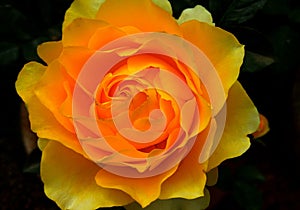 Yellow rose flower