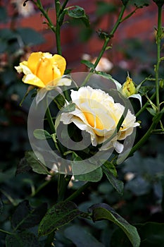 YELLOW ROSE FLOWERS