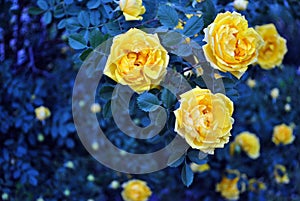 Yellow rose flowers and buds blooming on bush, dark turquoise-green leaves background