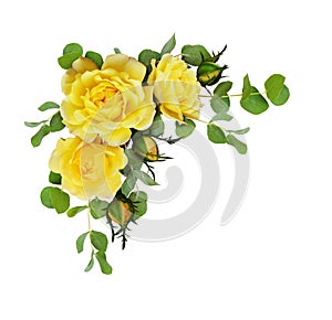 Yellow rose flowers with eucalyptus leaves
