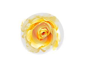 Yellow rose flowers fresh sweet patterns head with water drops isolated on white background top view