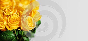 Yellow rose flowers green leaves white background isolated closeup, beautiful floral bouquet soft focus blank light gray backdrop