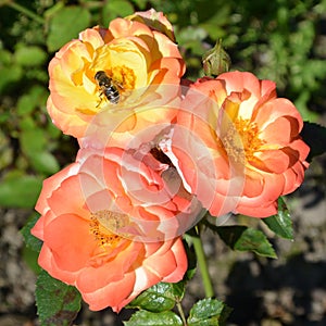 Yellow rose flowers  photo with blurred dark green background.