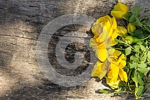 Yellow rose flowers on rustic wooden background with copy space. Top view