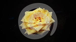 YELLOW ROSE FRIENDSHIP LOVE DROPLET BEAUTIFUL ON PETALS INDIA HOME GARDEN