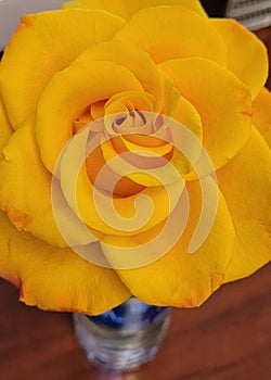 Yellow rose in full bloom