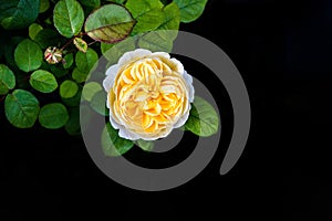 Yellow Rose in full bloom taken overhead and isolated against a black background