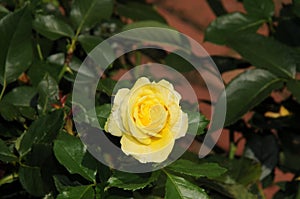 Yellow rose in a garden