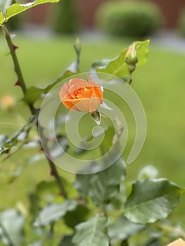 Yellow rose in the garden