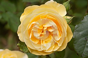 Yellow rose in a garden