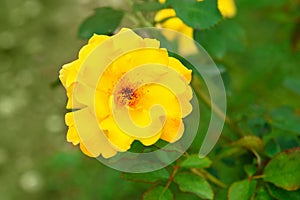Yellow rose in garden