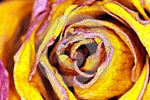 Yellow Rose - gelbe Rose