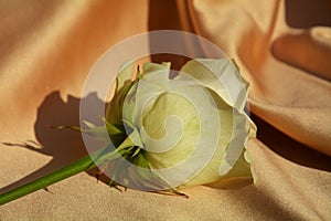 Yellow rose on a golden fabric