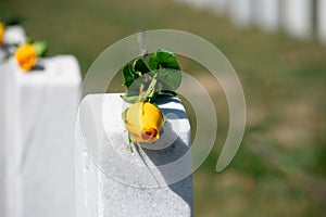 Yellow rose on a gravestone at Arlington National Cemetery