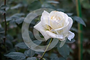 Yellow rose with green leaf