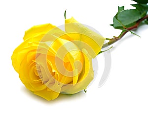 Yellow rose with green leaves