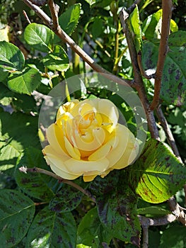 Yellow Rose and Green Leaves