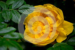 Yellow rose and green leaves in the background, photographed close-up