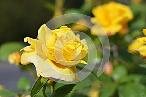 A yellow rose with green leaves blooms in a summer park. Beautiful rose flower close up