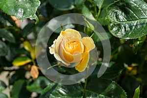 Yellow rose with green leaves