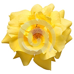 Yellow rose head flower isolated on white background