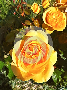 Yellow rose in hedge