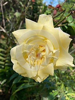 Yellow rose at the height of flowering, with a green background.