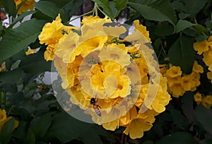 Yellow rose & honey bee