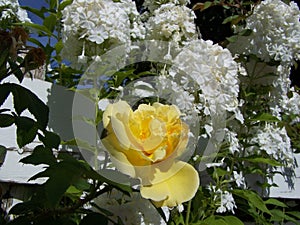 Yellow rose with Hydrangea