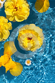 Yellow rose and iris flower buds in blue transparent water. Summer floral composition with sun and shadows. Nature concept. Top