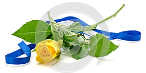 Yellow rose isolated