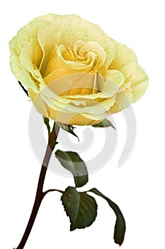 Yellow rose isolated