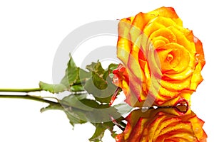 Yellow rose isolated