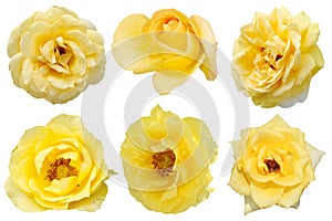 Yellow rose isolated