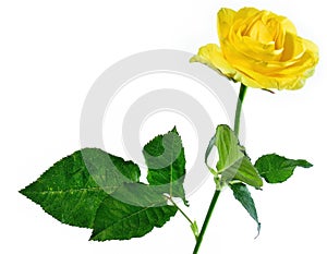 Yellow rose isolated on white