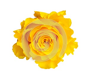 Yellow rose isolated on white