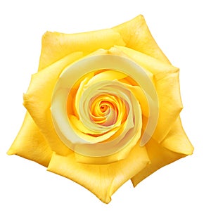 Yellow Rose isolated