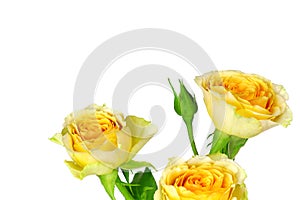 A yellow rose isolated on white background. Flowers isolated. Copy space. Postcard. Place for text. Gardening