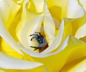 Yellow Rose and Jumping Spider