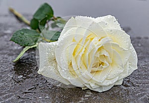 a yellow rose laid on a grey stone on a frozen background to express mourning and remembrance photo
