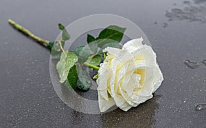 a yellow rose laid on a grey stone on a frozen background to express mourning and remembrance with sufficient text space photo